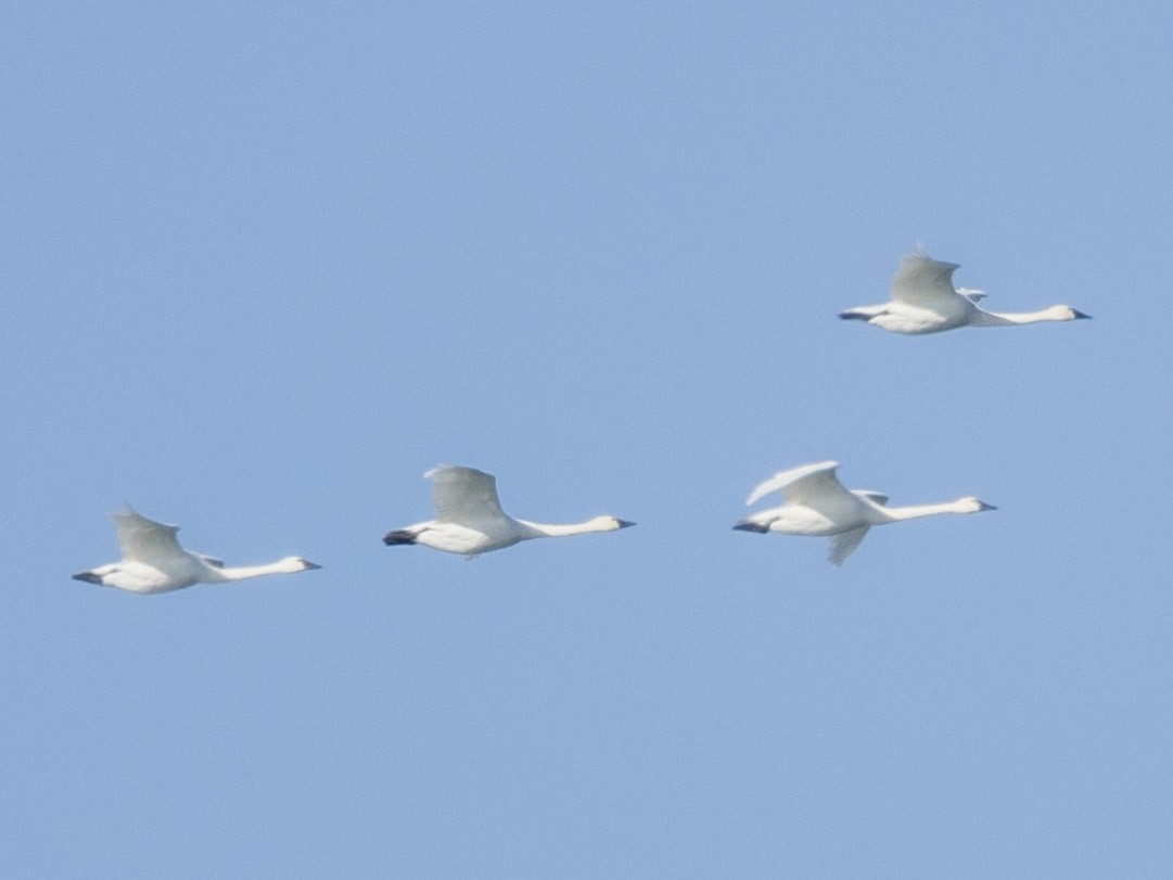 Tundra Swan - ML645911395