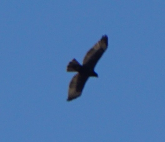 Buteo sp. - ML645911417