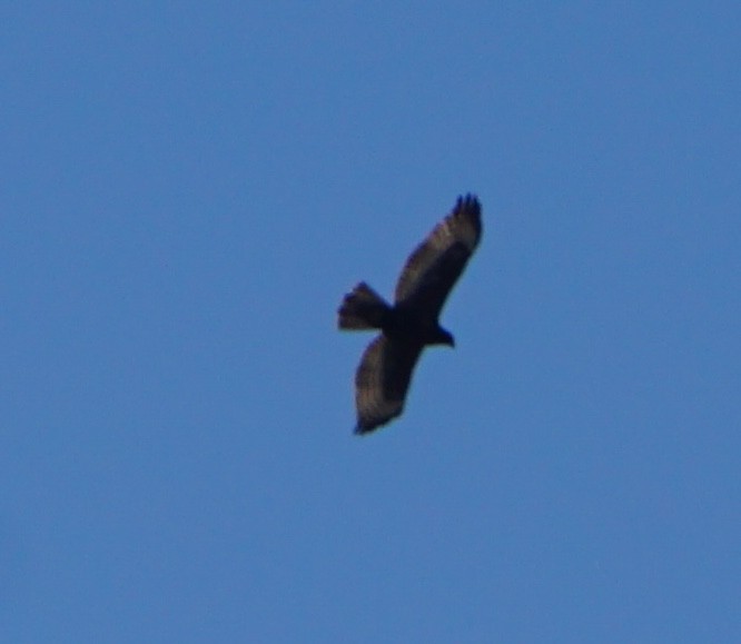 Buteo sp. - ML645911418