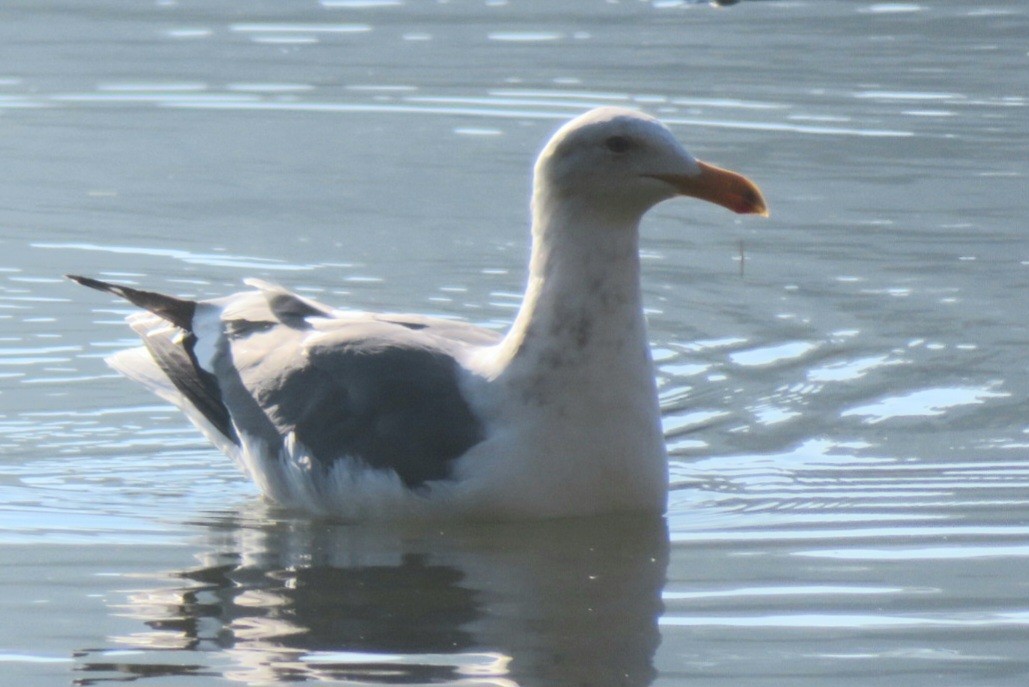 Western Gull - ML645911432