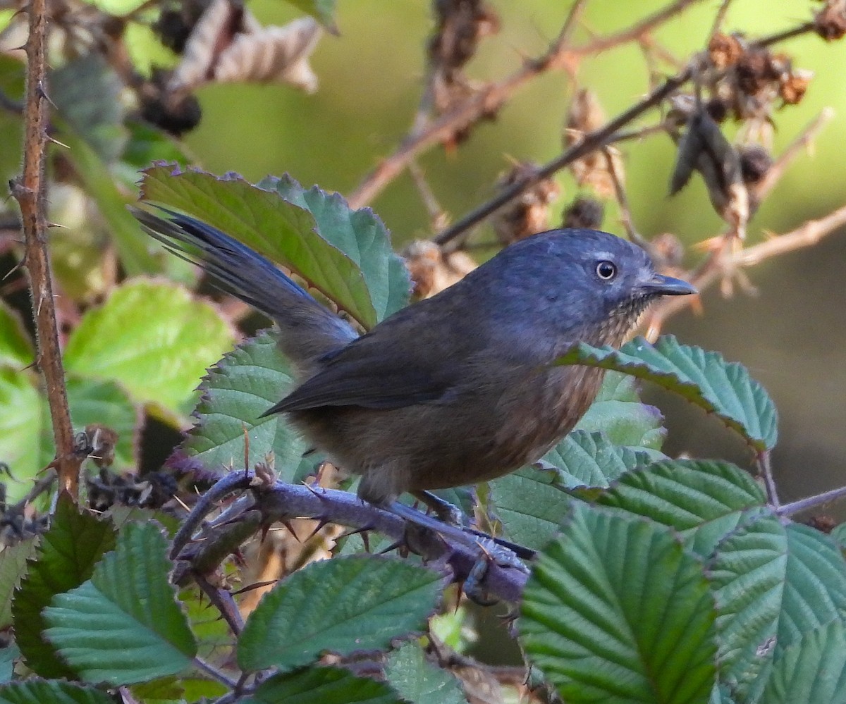 Wrentit - ML645911443