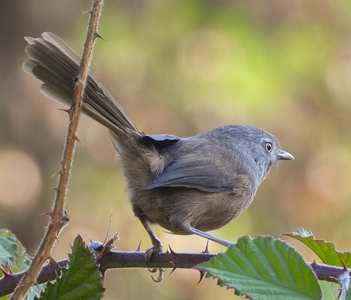 Wrentit - ML645911444