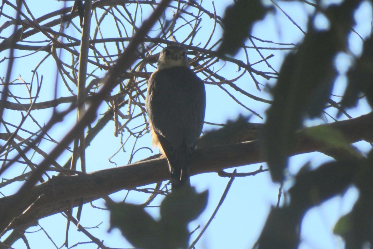 Merlin - ML645911453