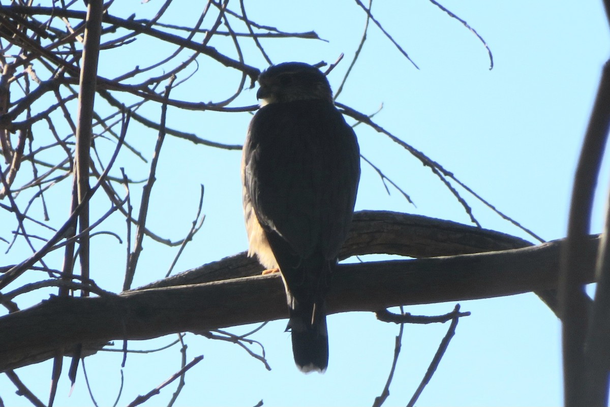 Merlin - ML645911454