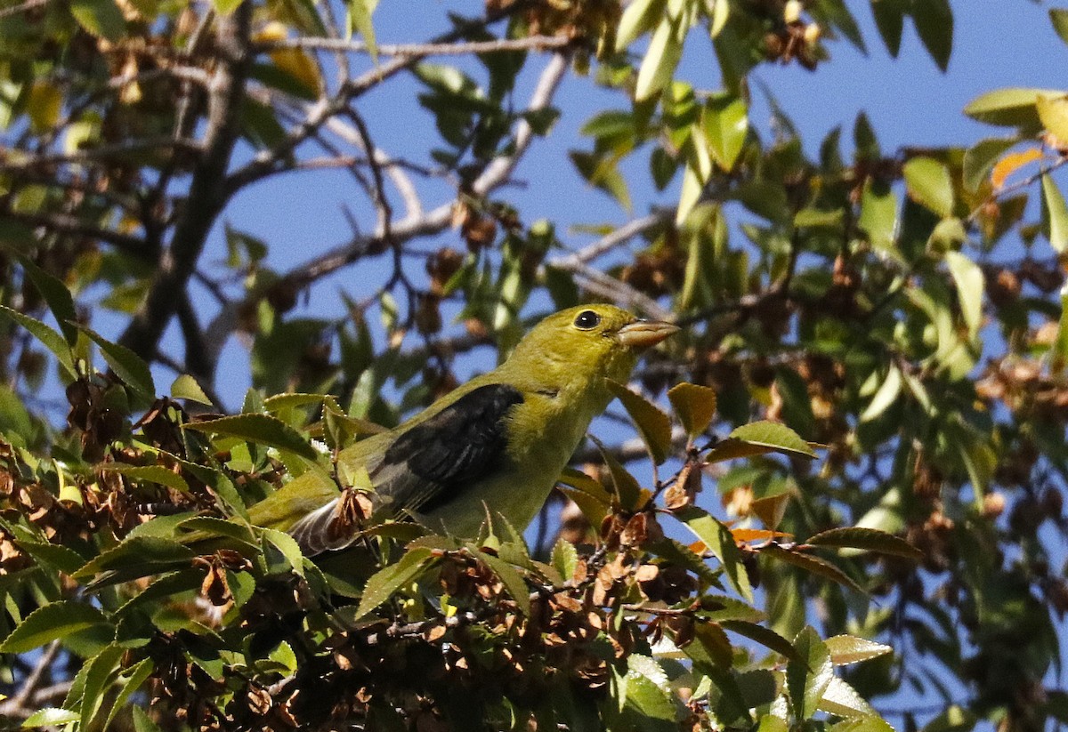 Scarlet Tanager - ML645911455