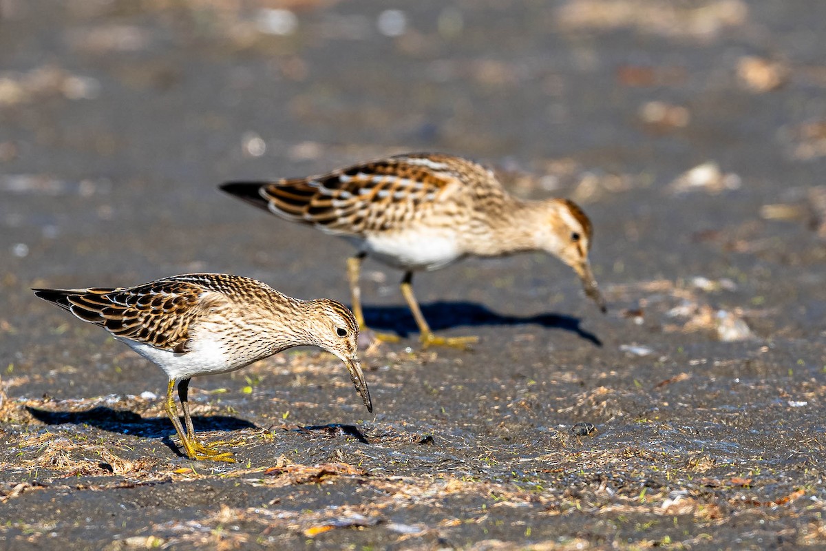 Дутыш - ML645911457