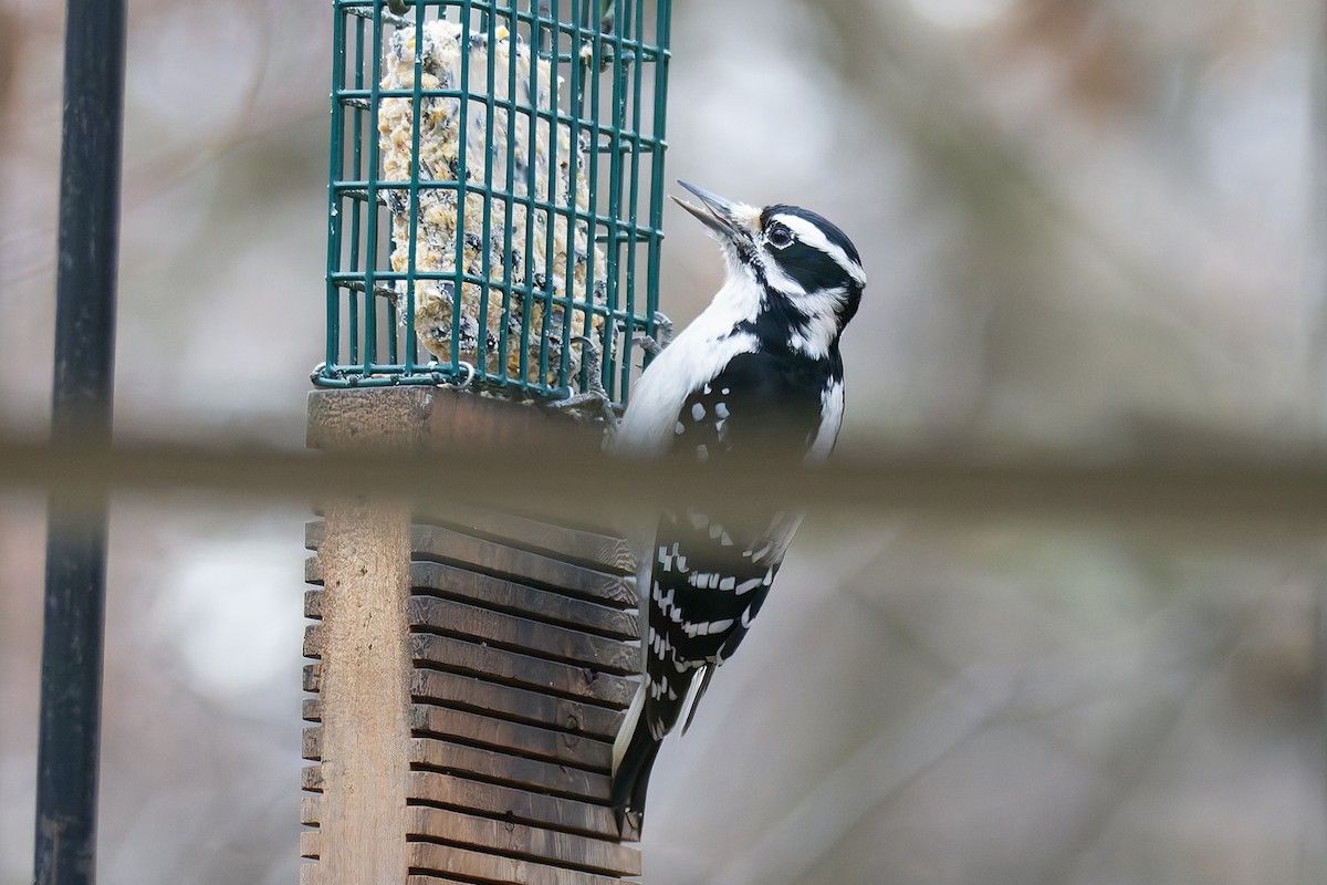 Hairy Woodpecker - ML645911462