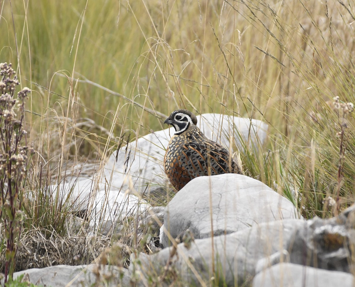 Ocellated Quail - ML645911474