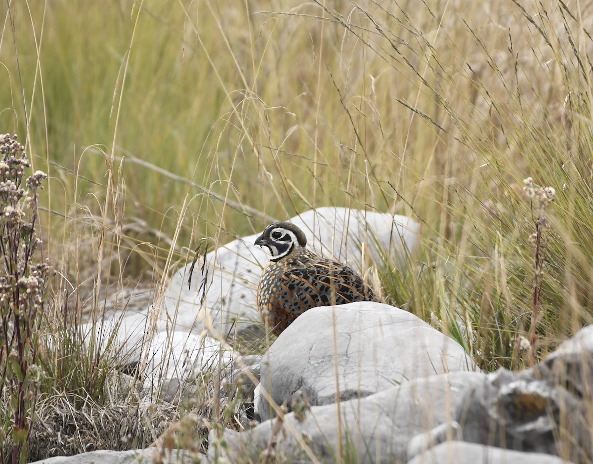 Ocellated Quail - ML645911475