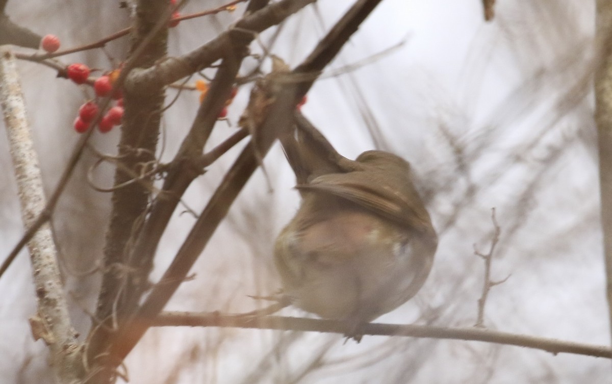 drozd rezavoocasý - ML645911482