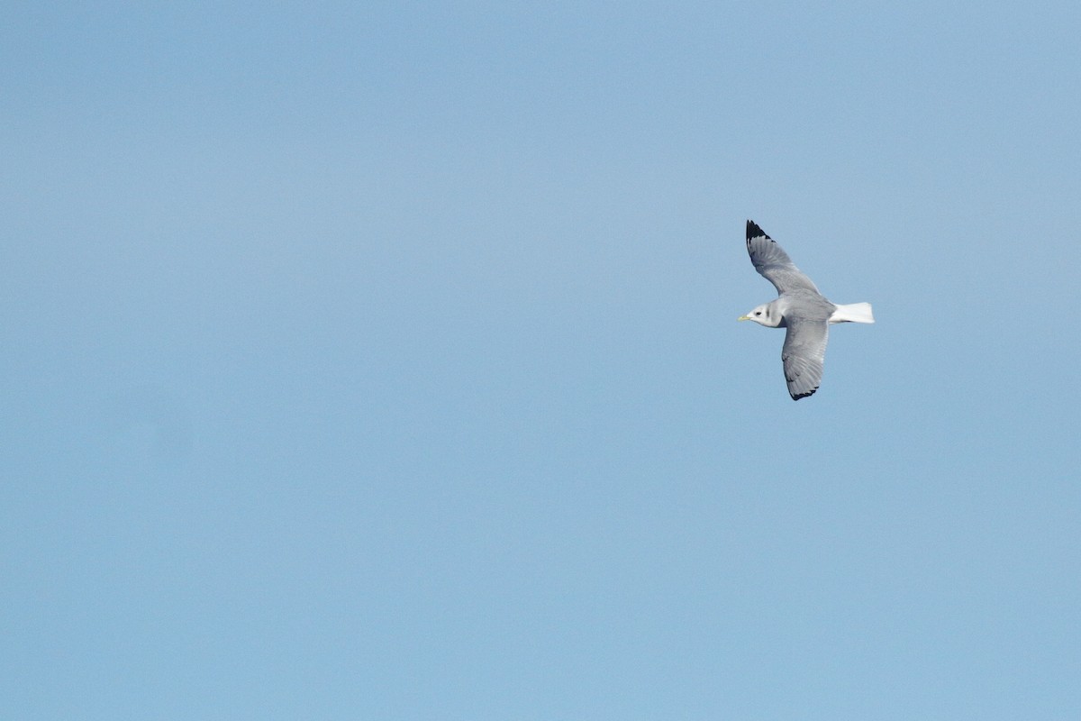 krykkje - ML645911492