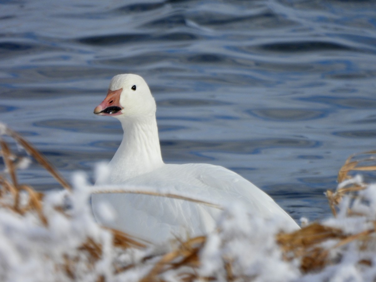 Oca delle nevi - ML645911493