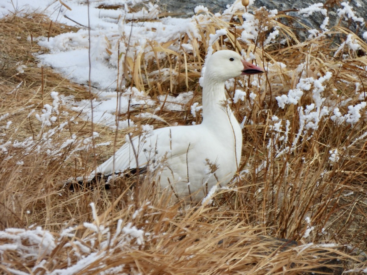Oca delle nevi - ML645911494