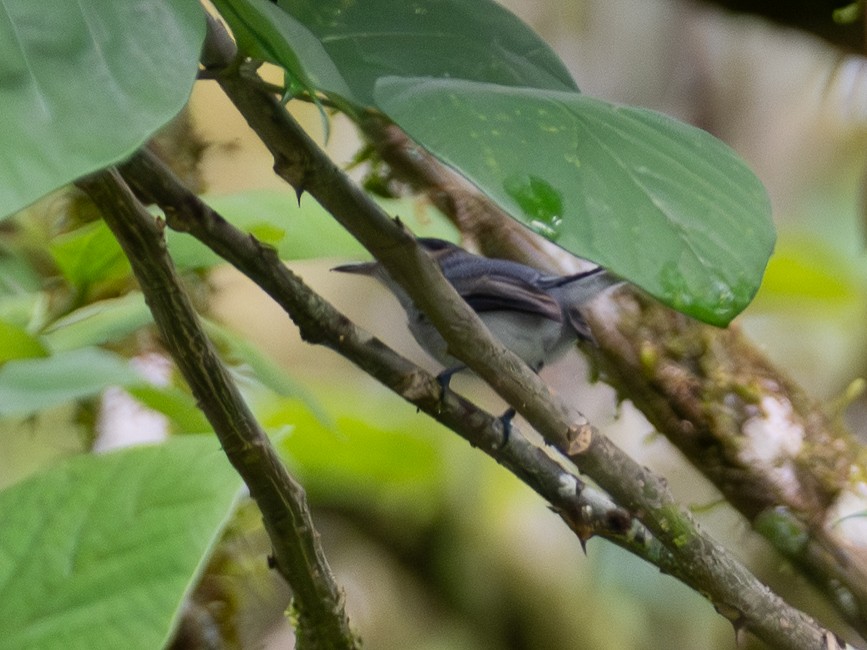 White-browed Gnatcatcher - ML645911495