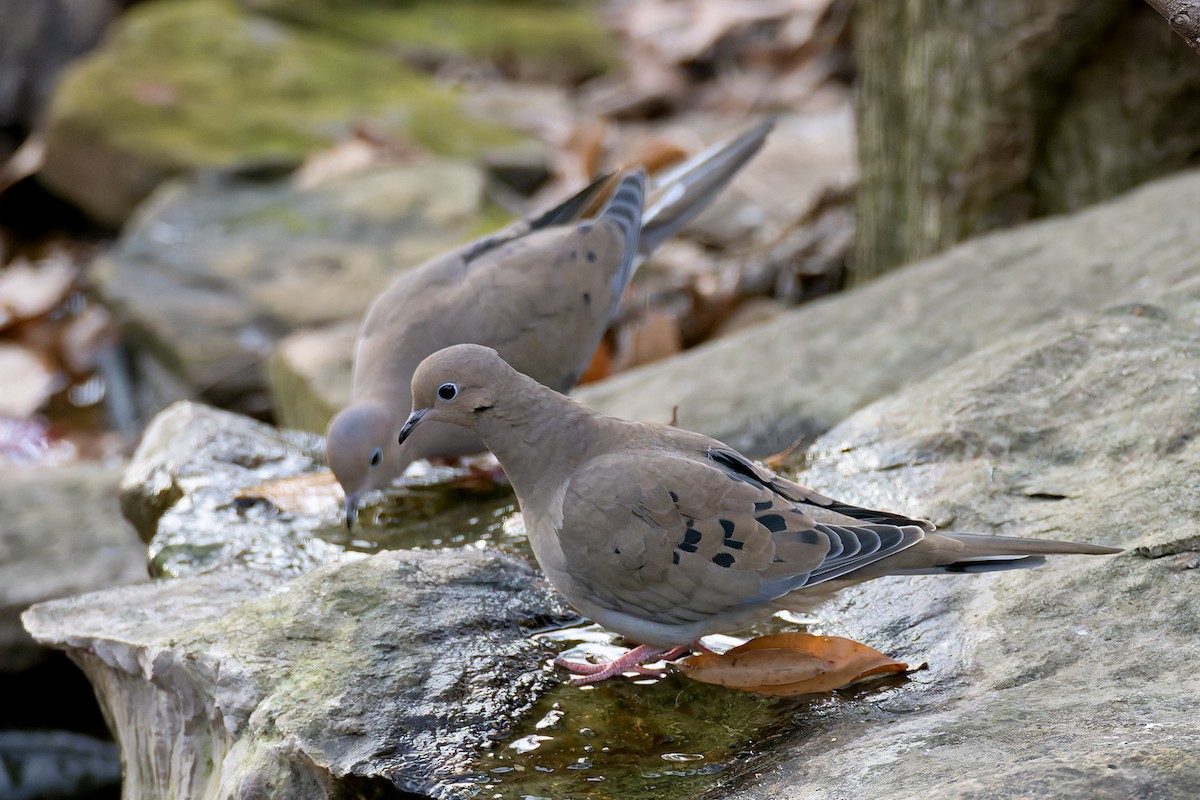 Mourning Dove - ML645911503