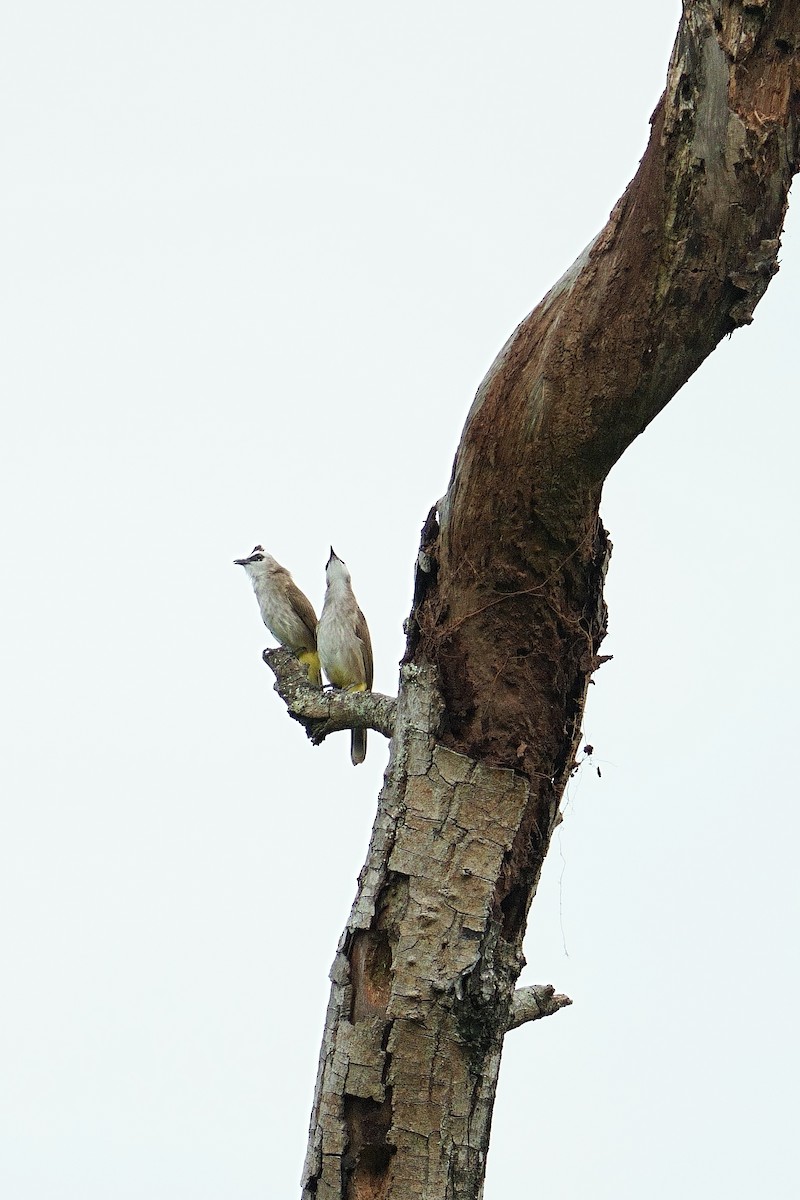 Yellow-vented Bulbul - ML645911505