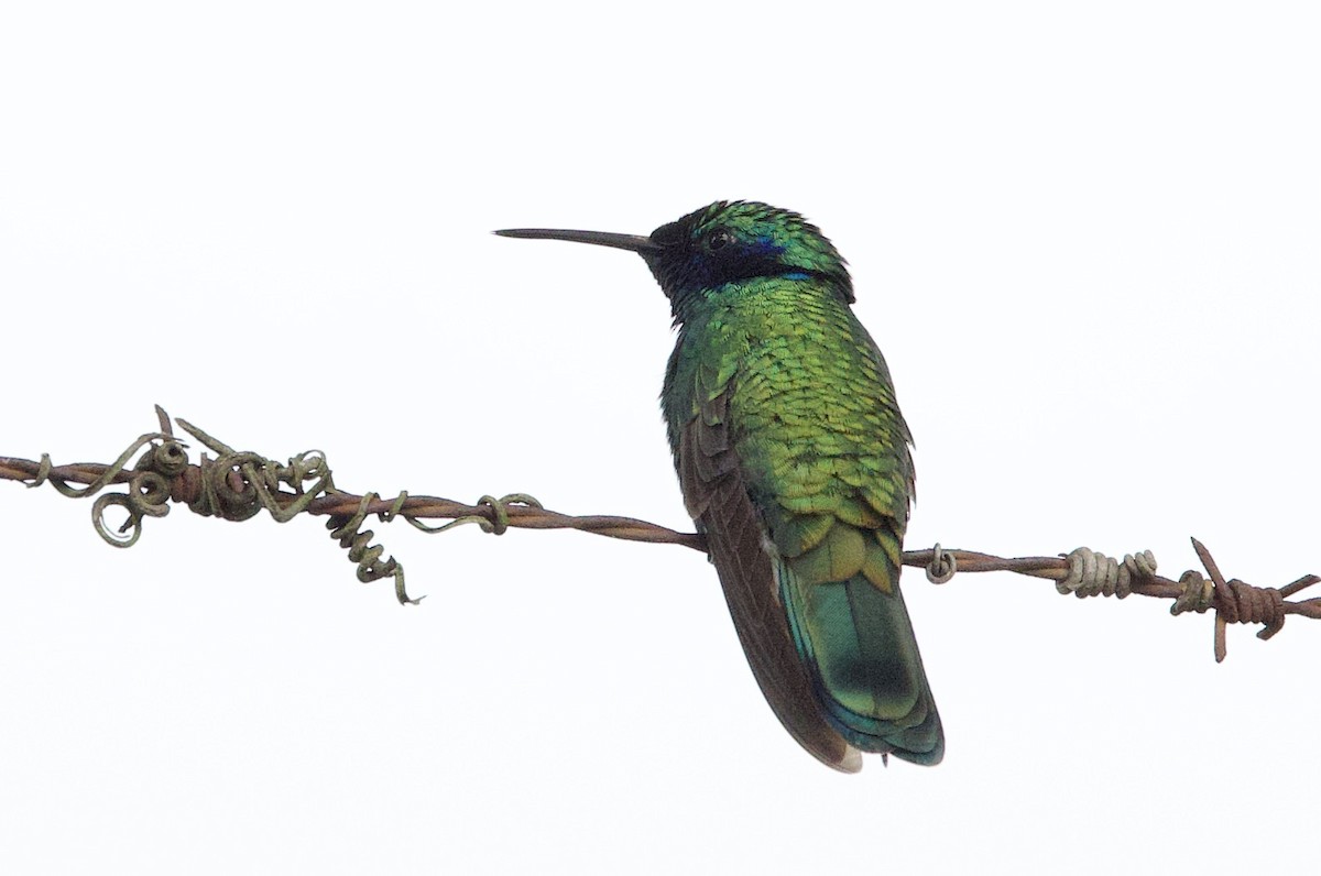 fiolørekolibri - ML645911508