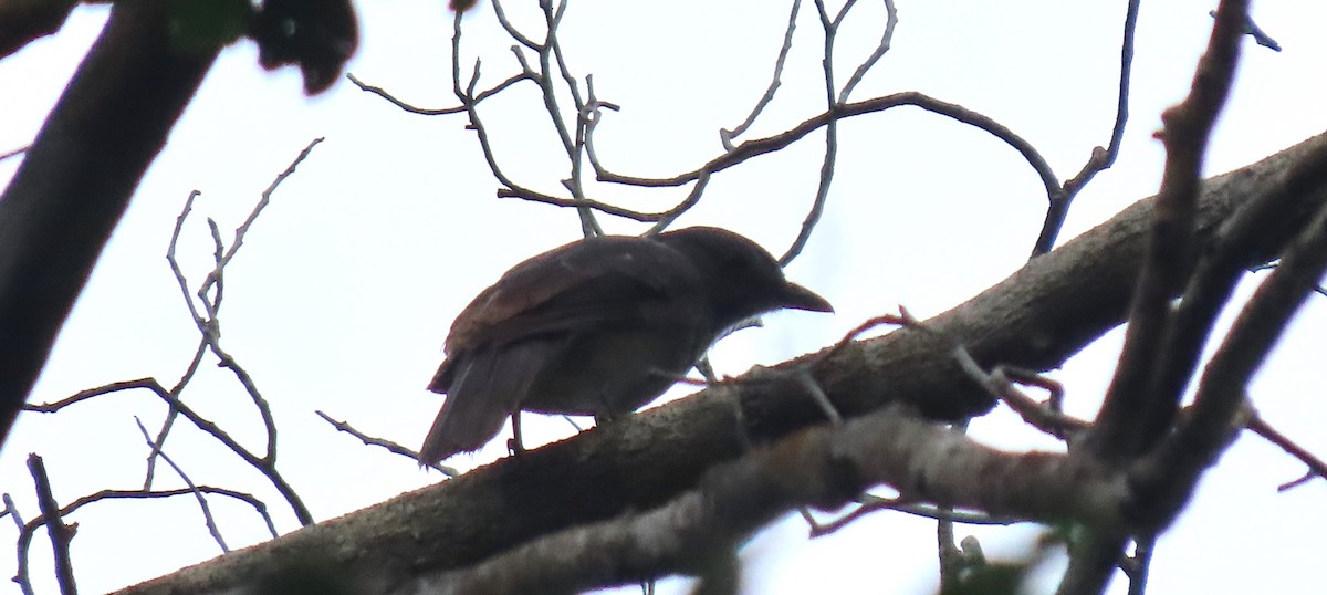 Screaming Piha - ML645911520