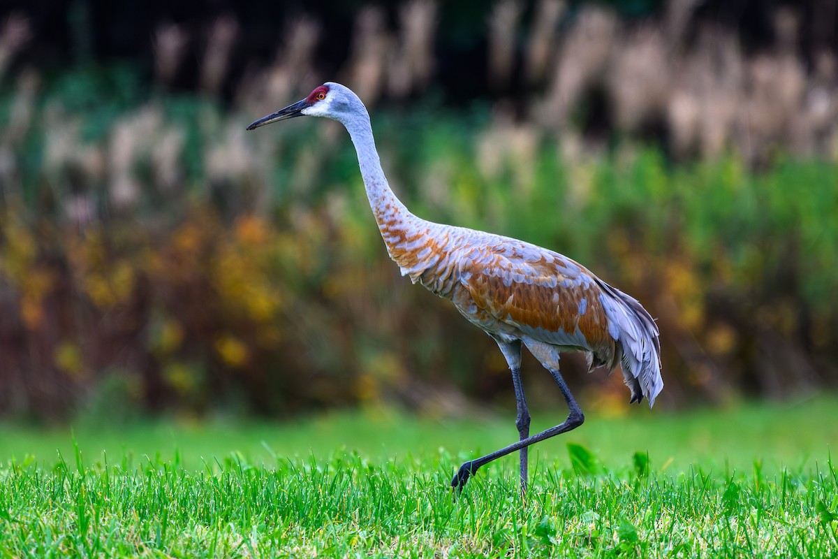 Sandhill Crane - ML645911528