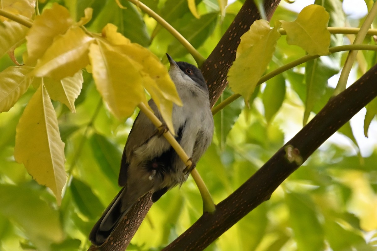 Sardinian Warbler - ML645911538