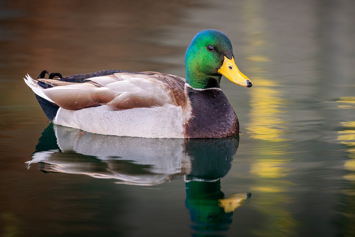 Mallard - ML645911540