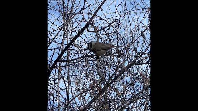 Гаїчка гірська - ML645911542