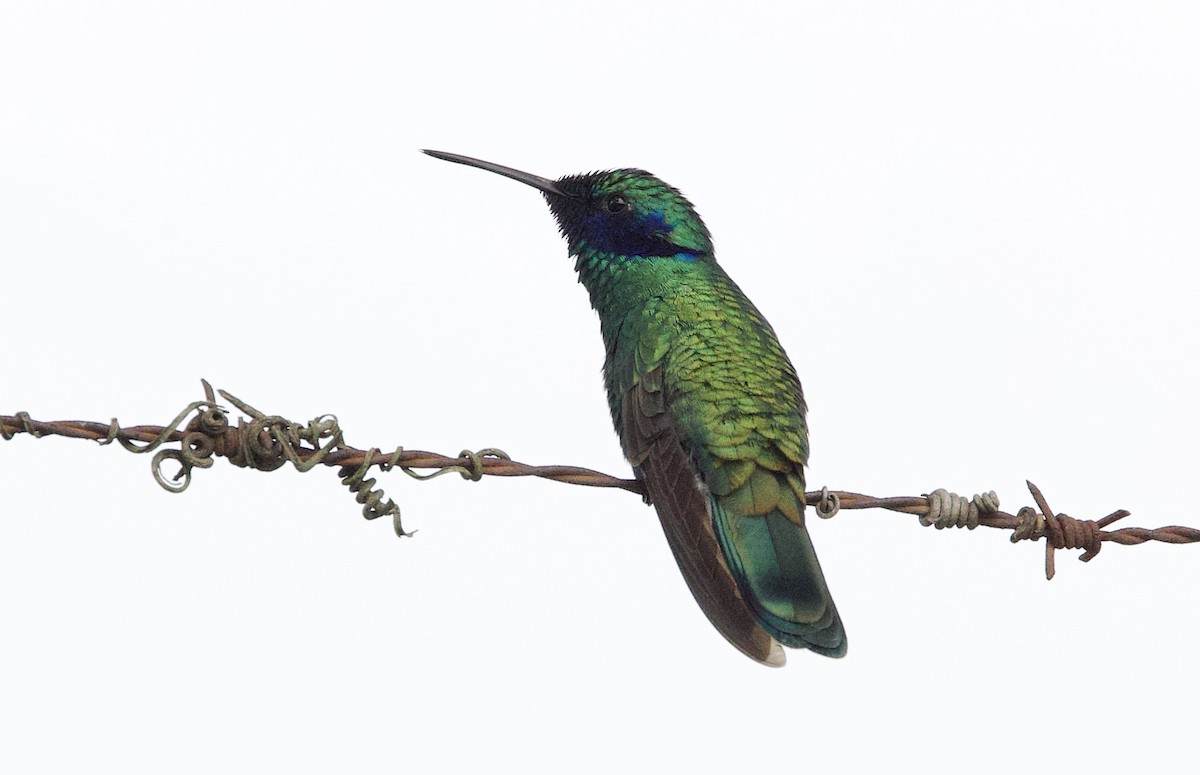 fiolørekolibri - ML645911552