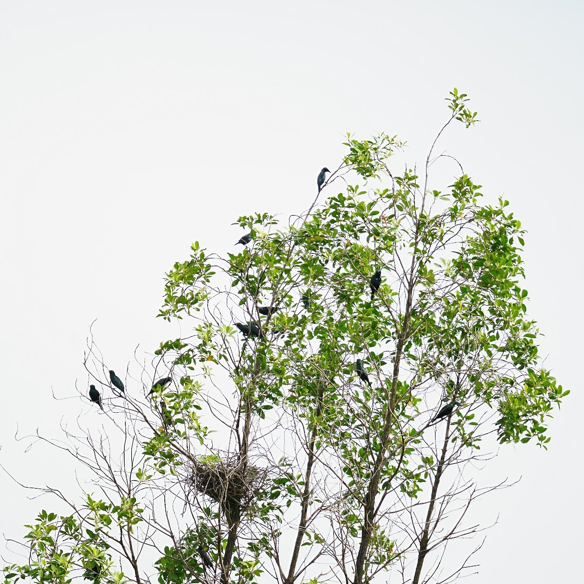 Шпак-малюк філіпінський - ML645911560