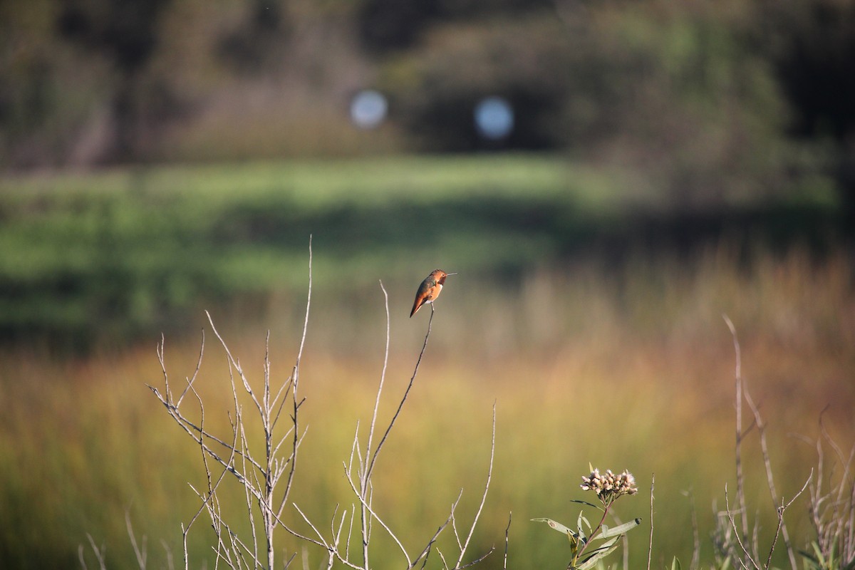 Allen's Hummingbird - ML645911572