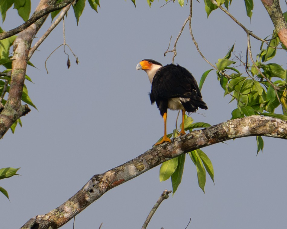 Crested Caracara - ML645911573