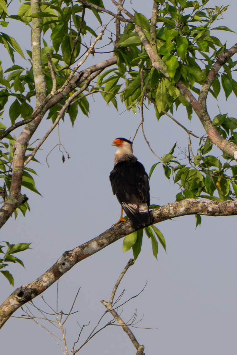Crested Caracara - ML645911576