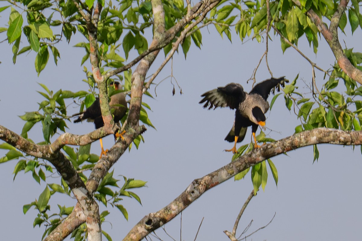 Crested Caracara - ML645911577