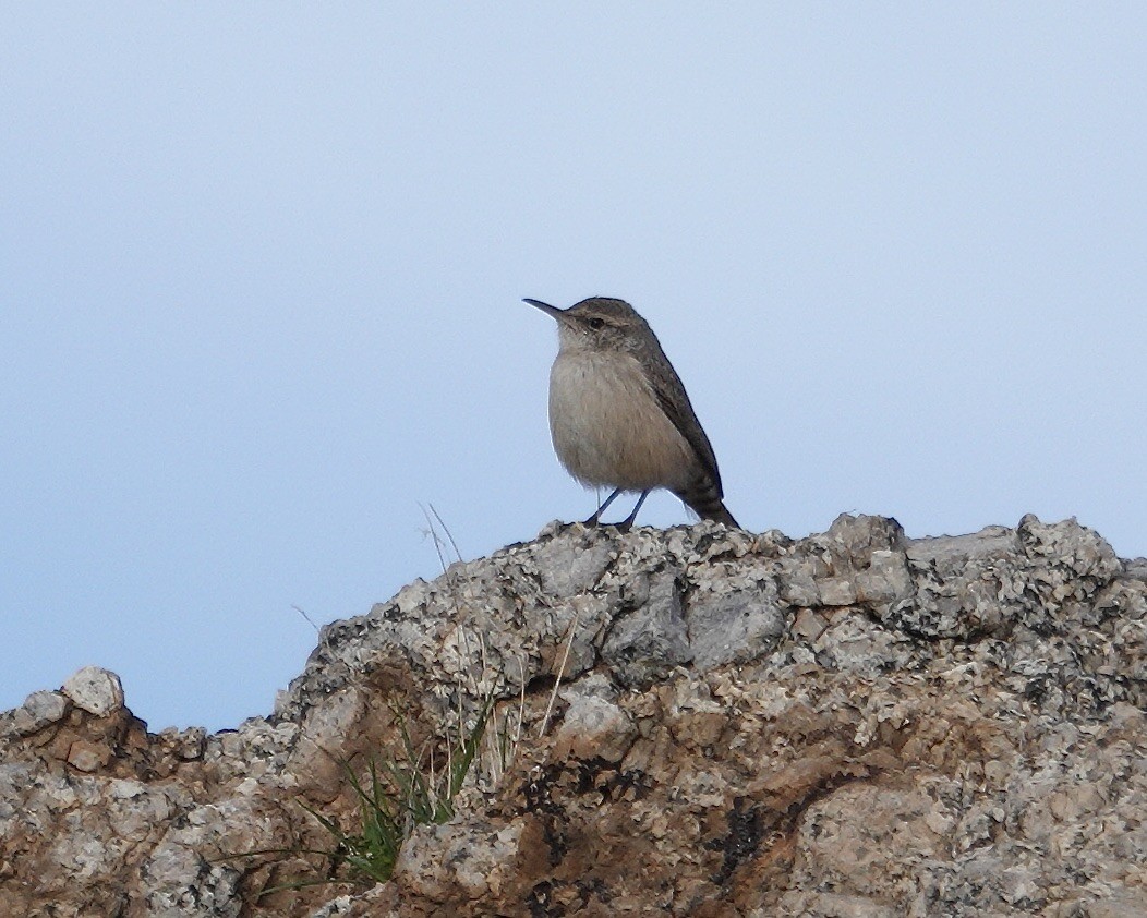 Rock Wren - ML645911579