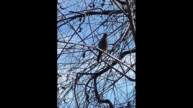 Солітаріо північний - ML645911583