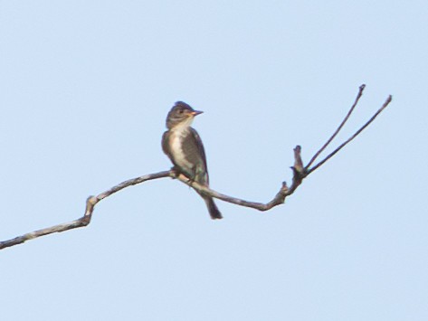 Olive-sided Flycatcher - ML645911584