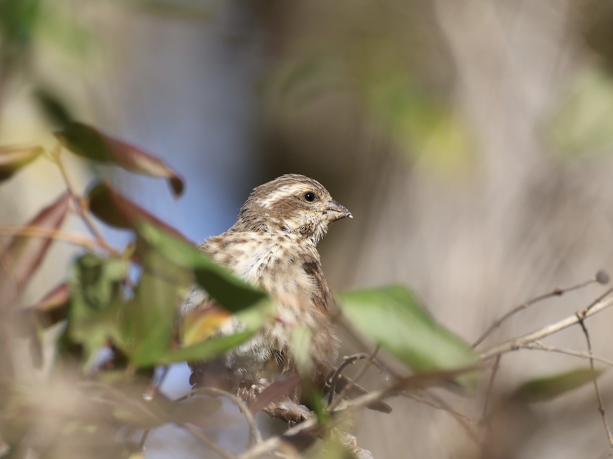 purpurfink - ML645911591