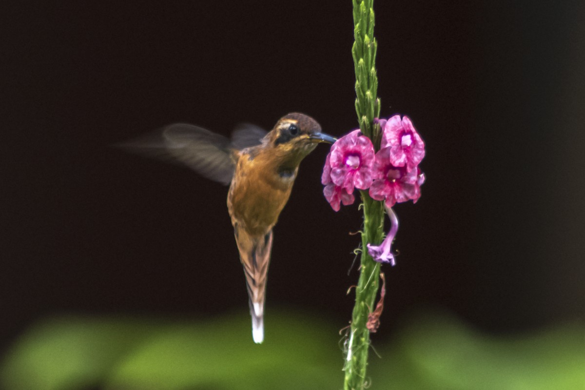 Great-billed Hermit - ML645911592