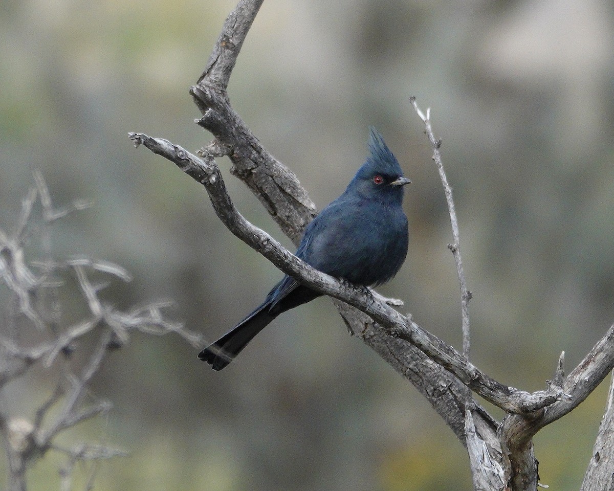 Phainopepla - ML645911593