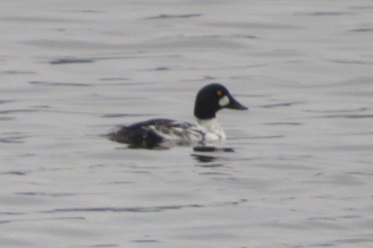 Common Goldeneye - ML645911598