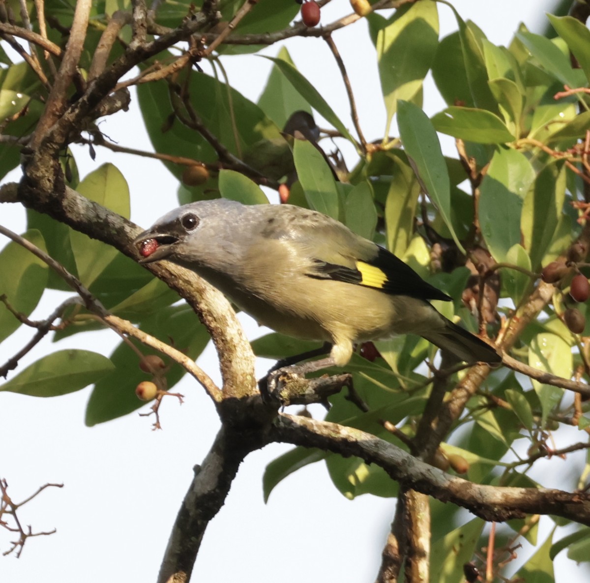 gulvingetanagar - ML645911608