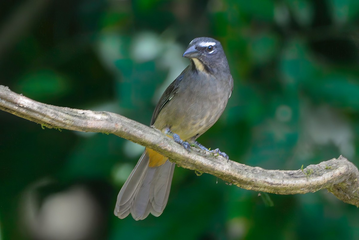Cinnamon-bellied Saltator - ML645911612