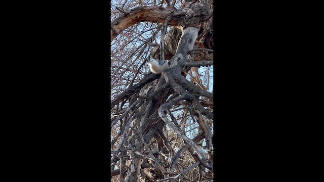 Повзик каролінський [група lagunae] - ML645911614