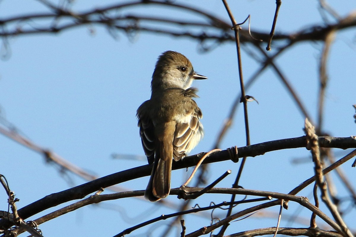 Ash-throated Flycatcher - ML645911615