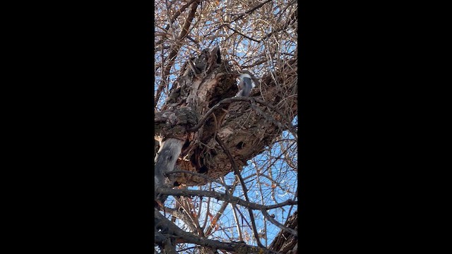 Повзик каролінський [група lagunae] - ML645911617