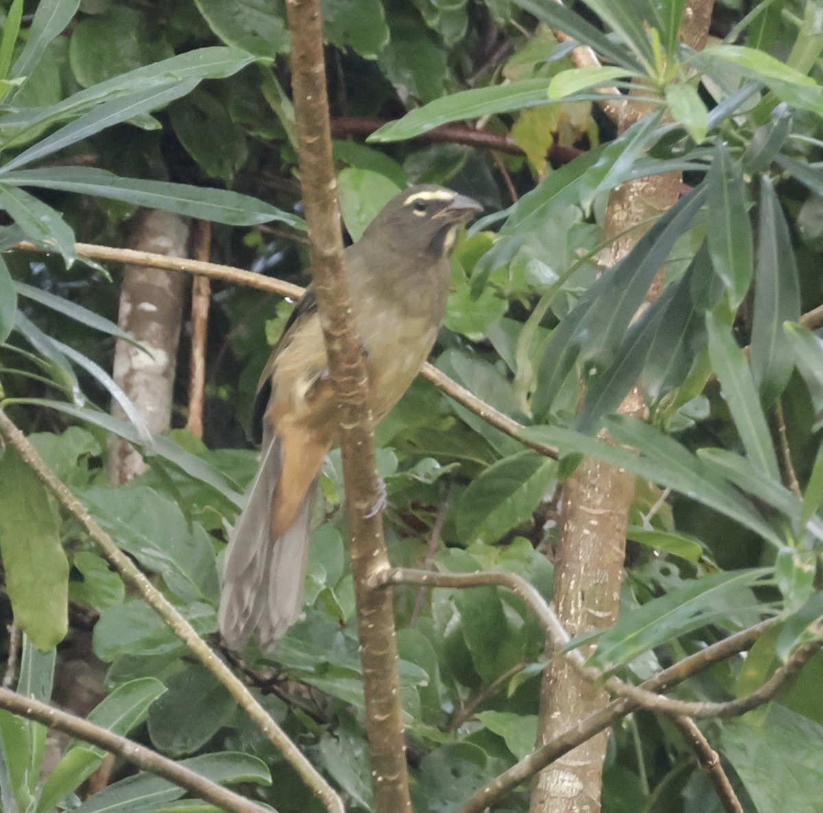 Cinnamon-bellied Saltator - ML645911632