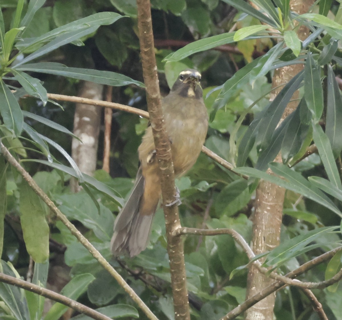 Cinnamon-bellied Saltator - ML645911633