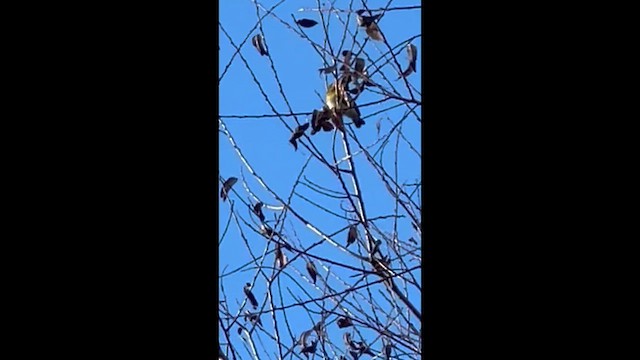 פרולה צפונית - ML645911638