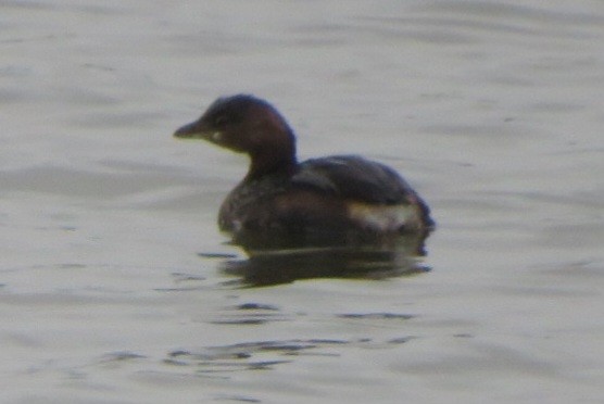 Pied-billed Grebe - ML645911639