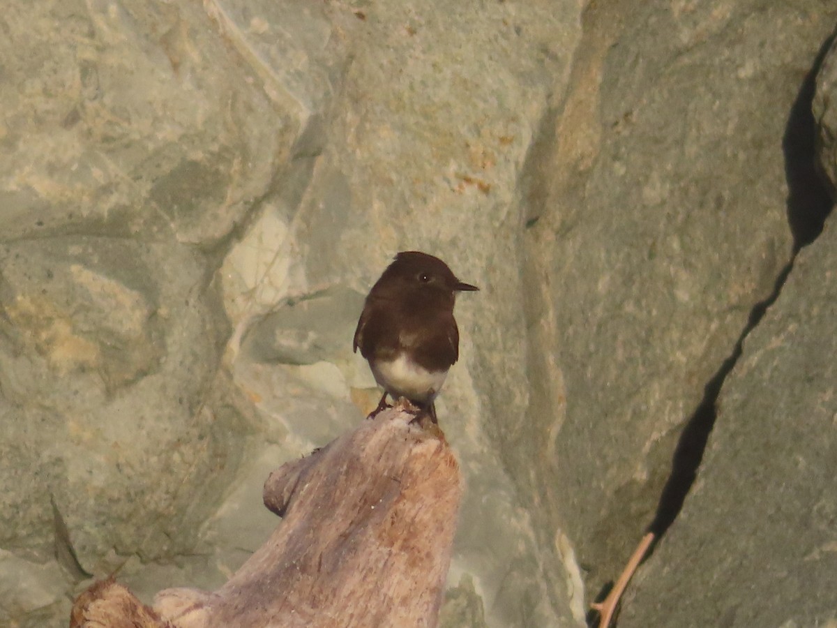 Black Phoebe - ML645911640