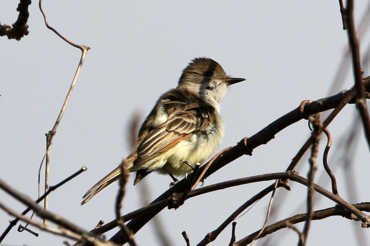 Ash-throated Flycatcher - ML645911647